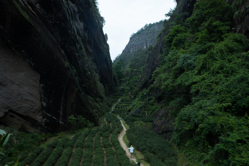 关于岩茶，你是否有很多问号？