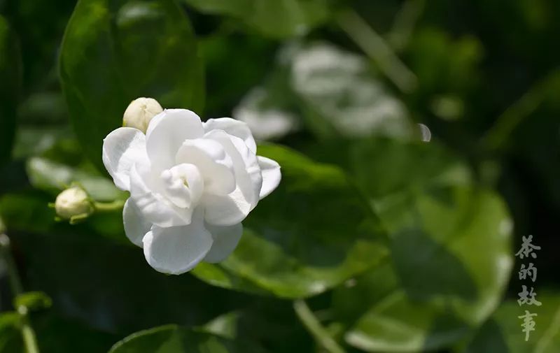 好一朵茉莉花，喝到美、留住美