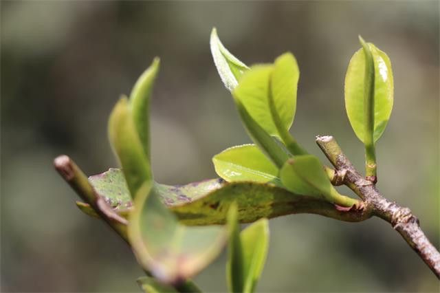 倚邦小叶种为何能雄霸普洱茶江湖