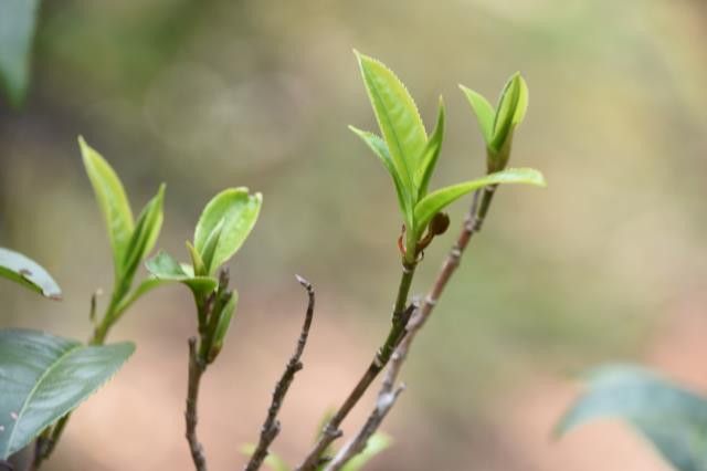 倚邦小叶种为何能雄霸普洱茶江湖