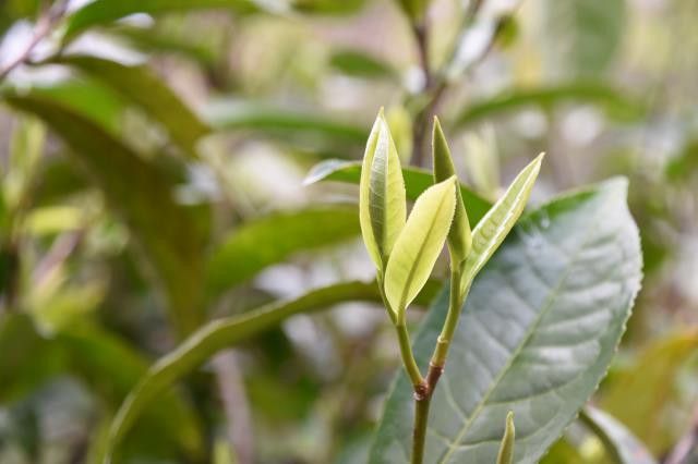 倚邦小叶种为何能雄霸普洱茶江湖