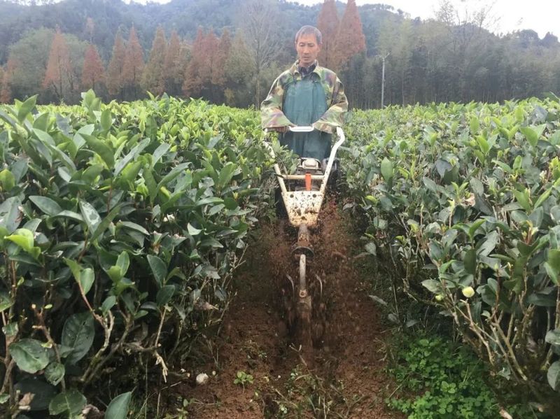 旱情解除后你需要了解的茶园管理知识