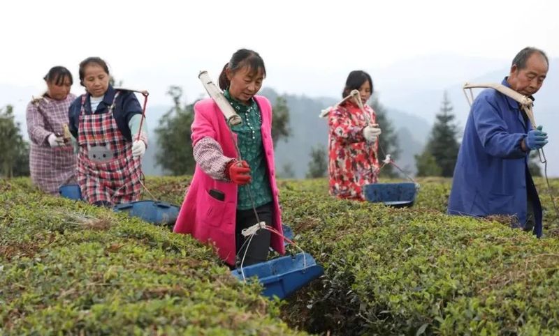 旱情解除后你需要了解的茶园管理知识