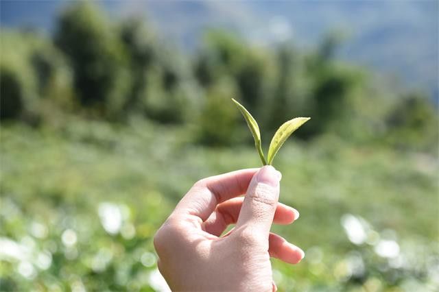 为什么绿茶分布在长江流域