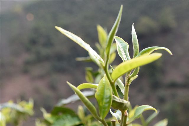 临沧茶区普洱茶的口感