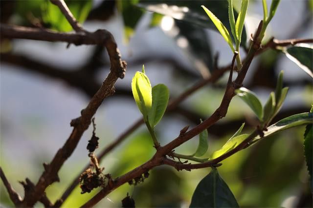 云南普洱茶中小叶种茶区有哪些