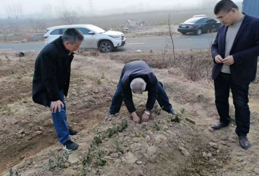 岚山：茶树越冬防护管理技术