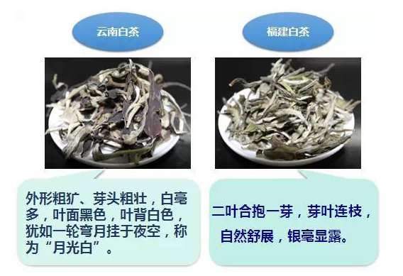 “云南白茶”和“福建白茶”有什么区别？