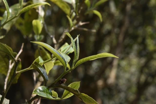 普洱茶就是采茶压饼？来看看业界这些高精尖技术