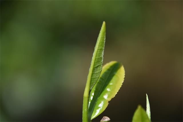 普洱茶就是采茶压饼？来看看业界这些高精尖技术