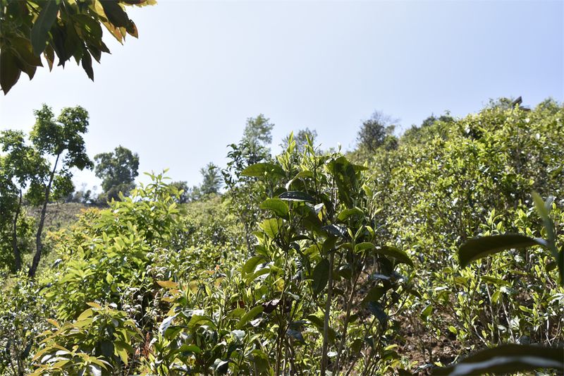 最受欢迎的十大古树普洱茶山头