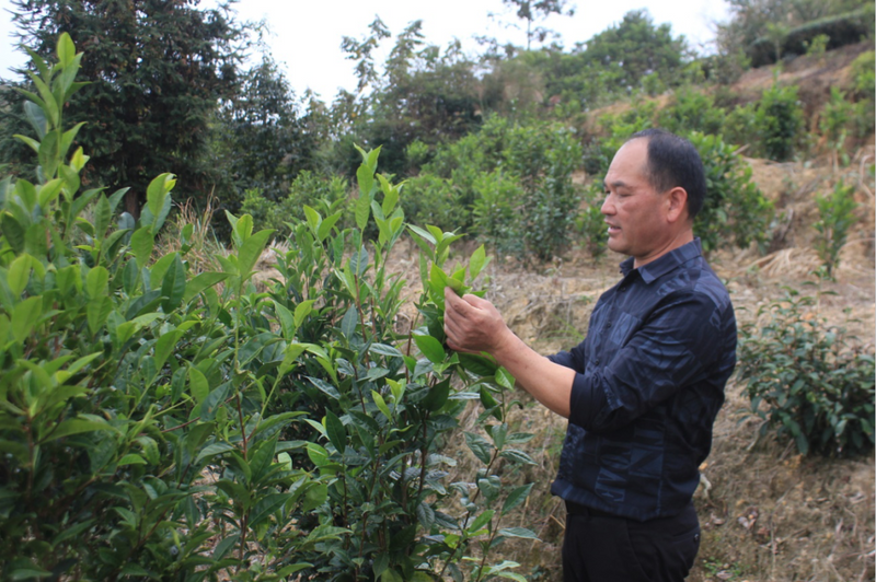 “南”得好茶，“靖”在土楼，树海瀑雾，“野”有好茶