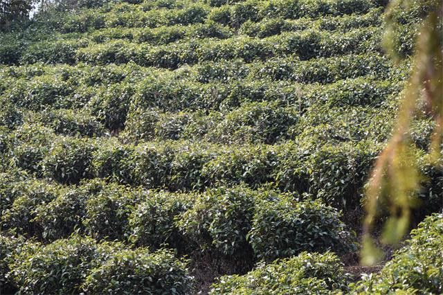 高山茶与平地茶的区别