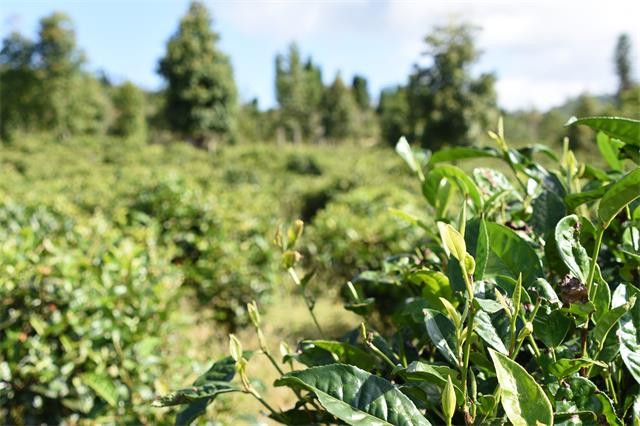 高山茶与平地茶的区别