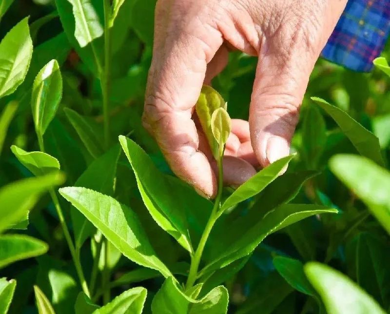 湖北新洲旧街白茶—珍罕茶种,形似凤羽