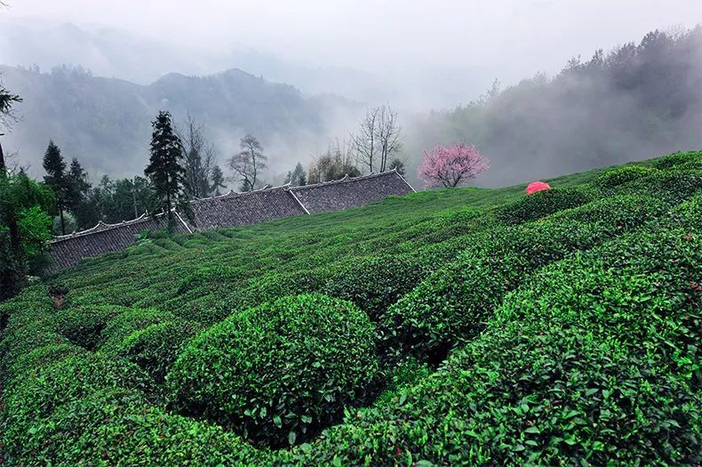 湖北恩施玉露——惟一蒸的历史名茶