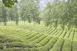 湖北襄阳高香茶——湖北高香型历史名茶