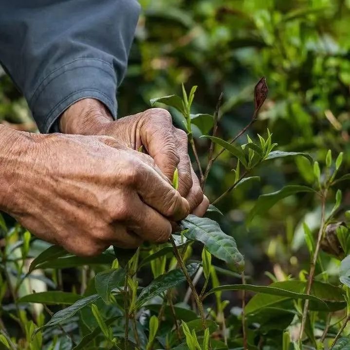 你知道六大茶类香型吗？不同的茶有不同的香，学懂茶香！