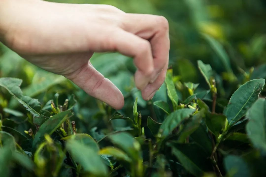 7种严重伤胃的喝茶习惯