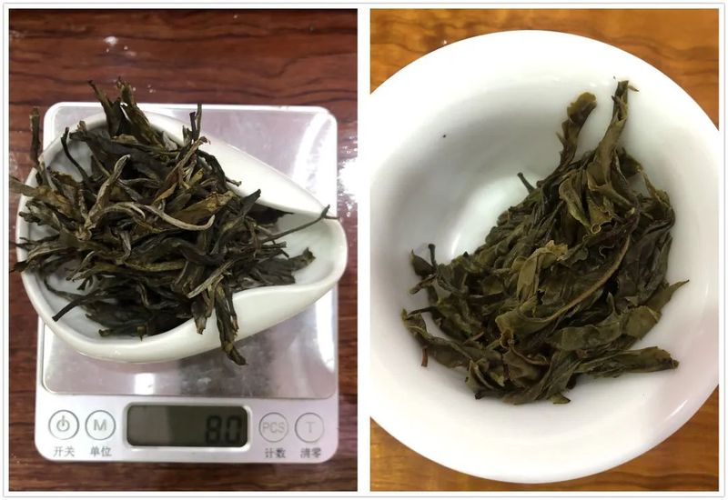 老徐鉴茶：2022冰岛单株春茶叶底发黄，茶味寡薄！是何原因？