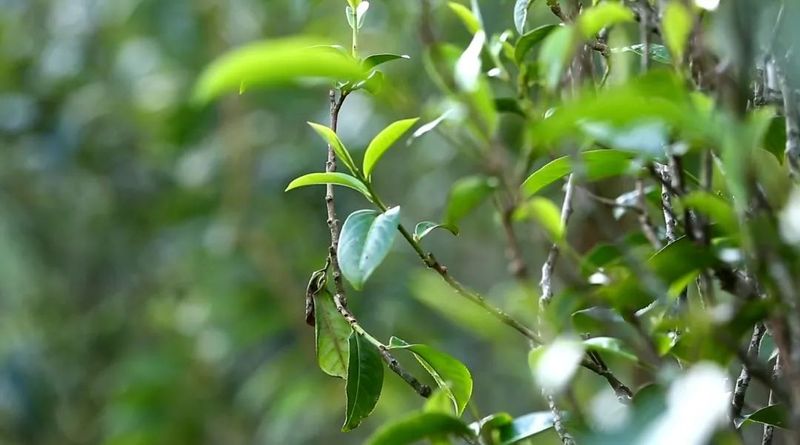 如果醉茶了怎么办？