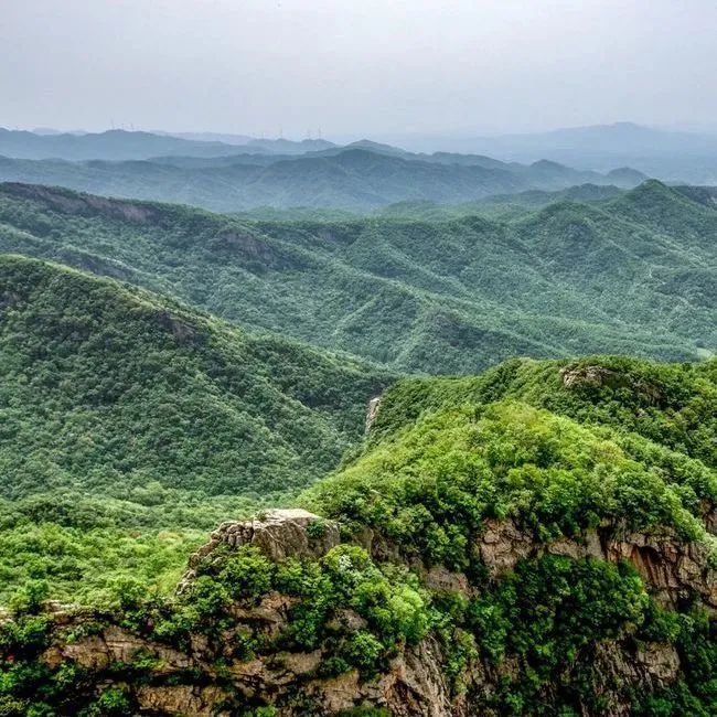 湖北春茶地图：在山与茶中品味湖北春色