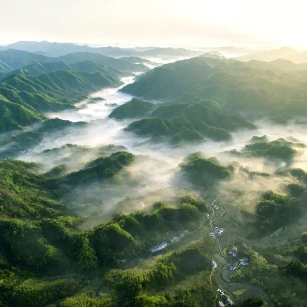 湖北春茶地图：在山与茶中品味湖北春色