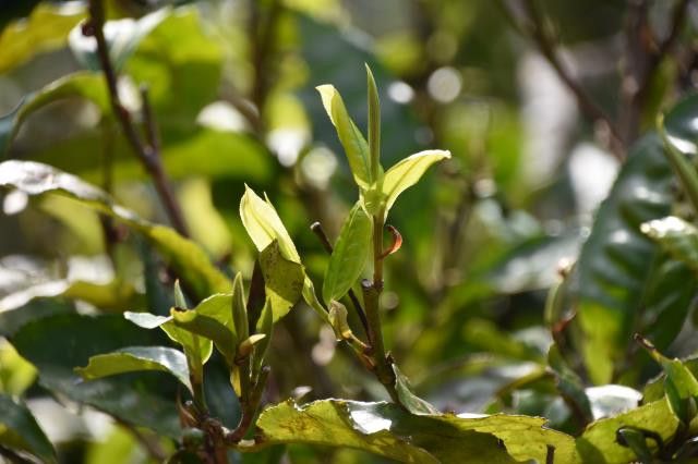 景谷普洱茶有什么特点