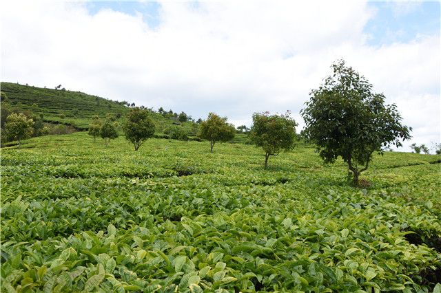 江南茶区主要产什么茶