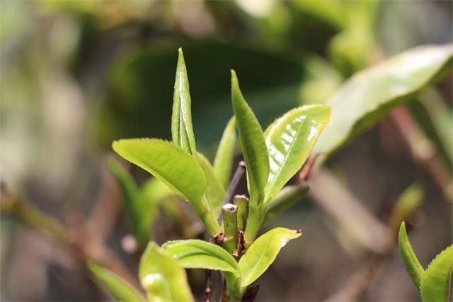 江南茶区主要产什么茶