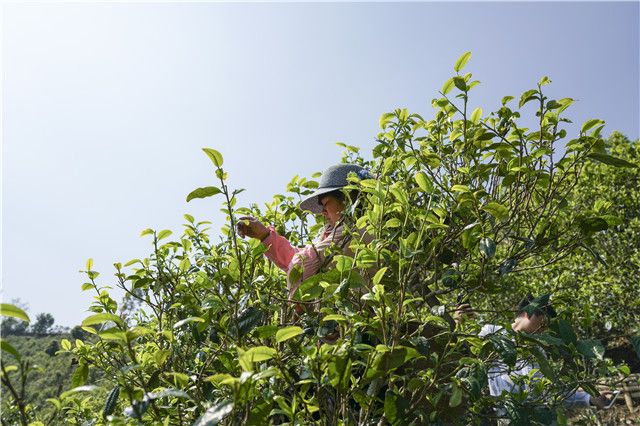 普洱茶三大茶叶产区与特点