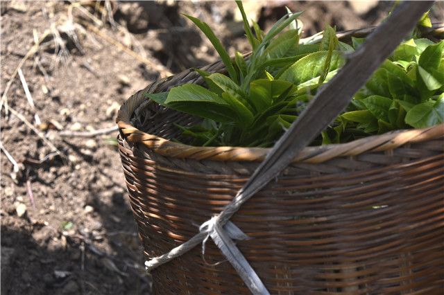 普洱茶三大茶叶产区与特点