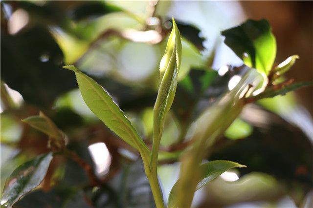 云南普洱茶春茶上市时间是什么时候