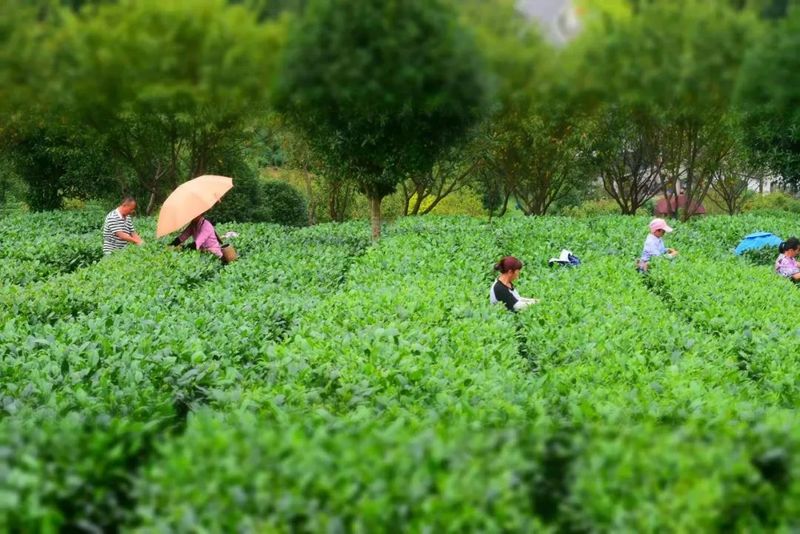 这个五一，开启属于你的妙趣寻茶之旅~