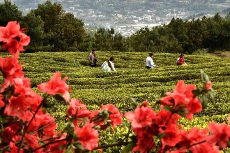 这个五一，开启属于你的妙趣寻茶之旅~