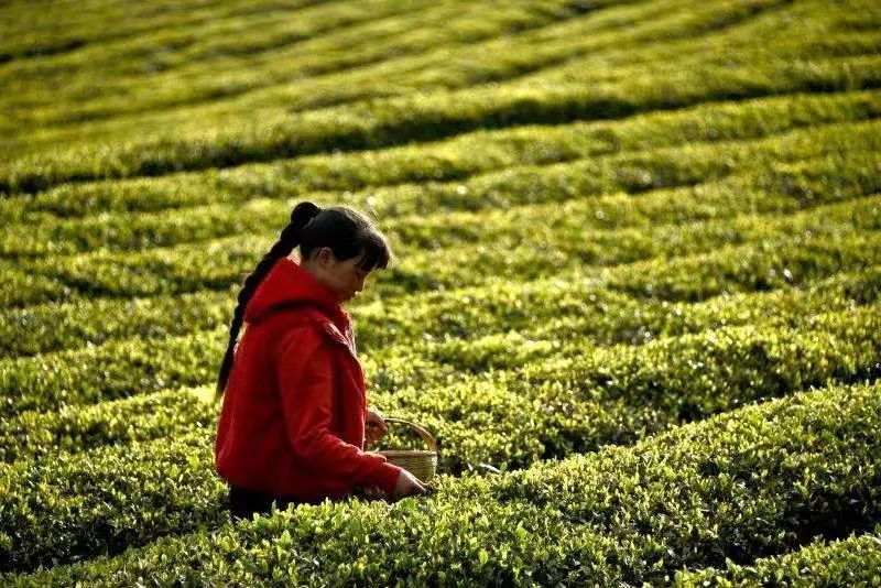 这个五一，开启属于你的妙趣寻茶之旅~