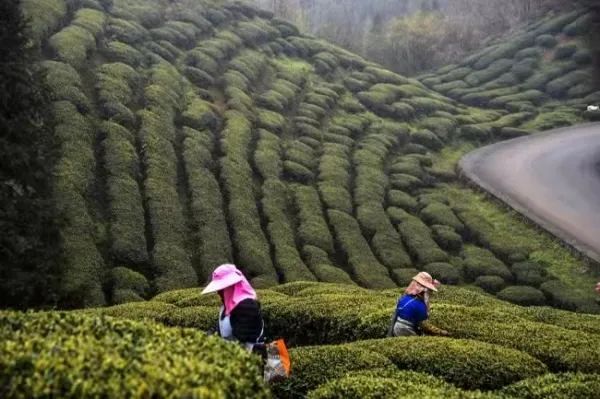 这个五一，开启属于你的妙趣寻茶之旅~