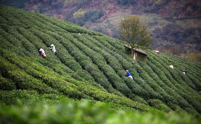 这个五一，开启属于你的妙趣寻茶之旅~