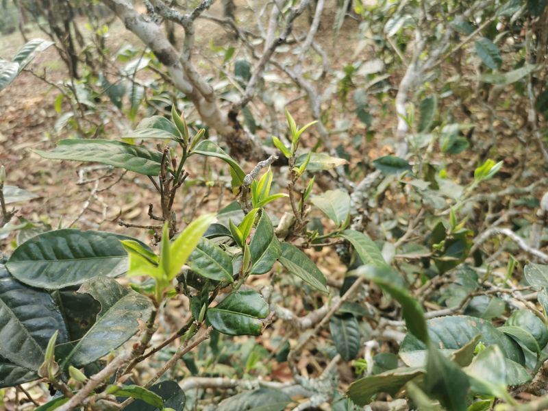 勐海茶区的八大名山头口感特点