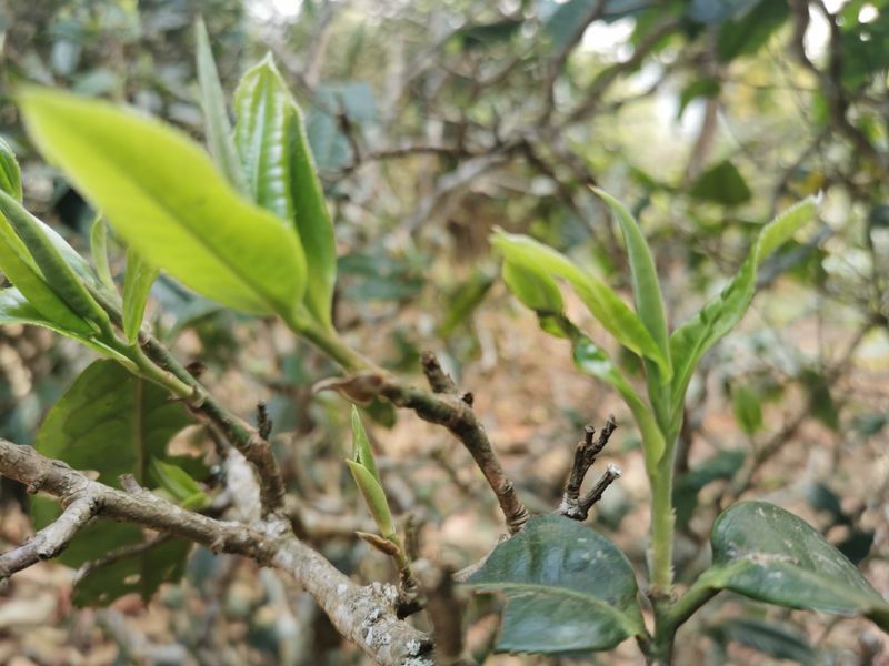 勐海茶区的八大名山头口感特点