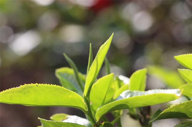 普洱茶春茶和秋茶要如何鉴别？