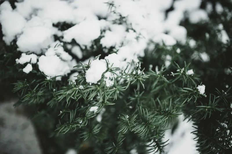 天寒炉暖、烹雪煎茶，领略古人的冬日风雅