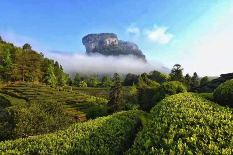 武夷岩茶与台湾乌龙茶的渊源