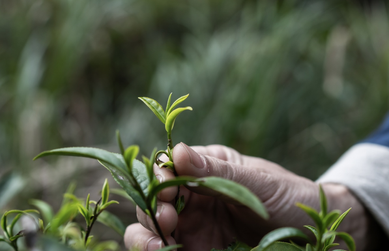 “茶”如何造网红？打造茶农的专属IP！