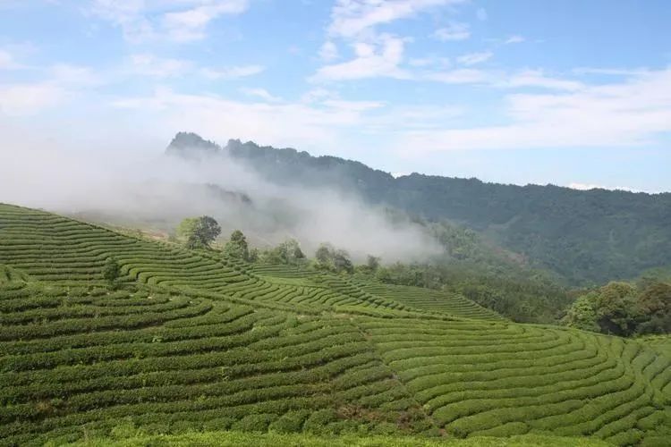 宋时磊：陆羽《茶经》与唐代茶文化