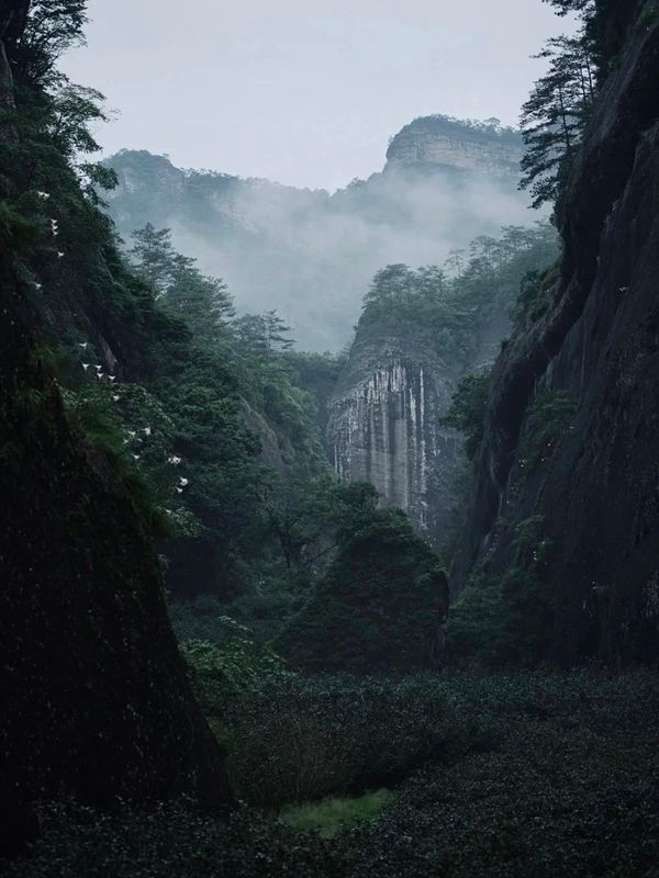 乌龙茶发源于武夷山的原由及影响