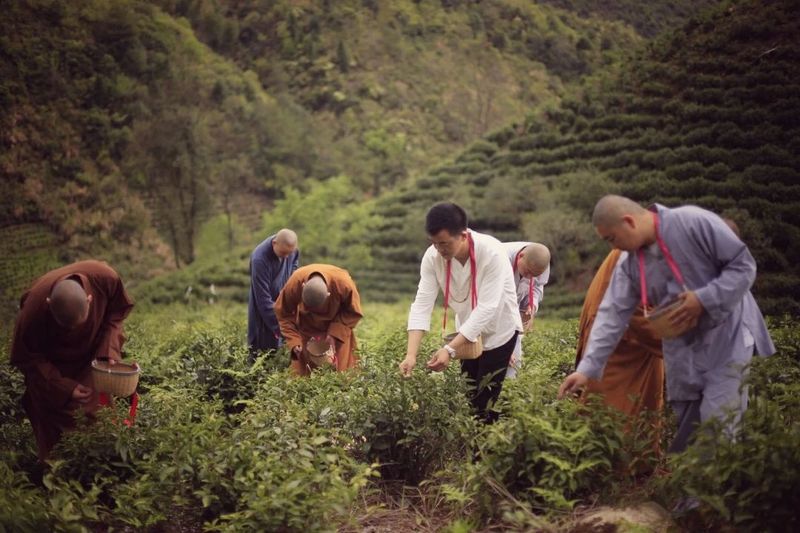 乌龙茶发源于武夷山的原由及影响