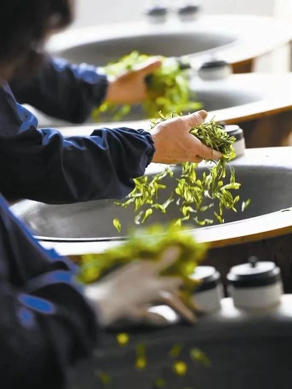 乌龙茶发源于武夷山的原由及影响