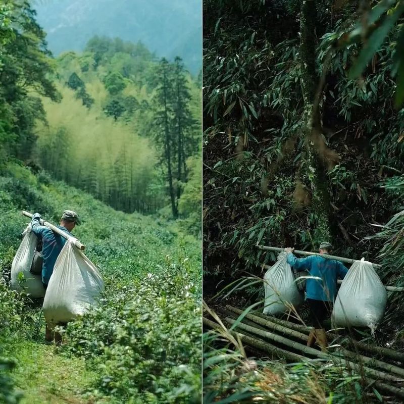 乌龙茶发源于武夷山的原由及影响