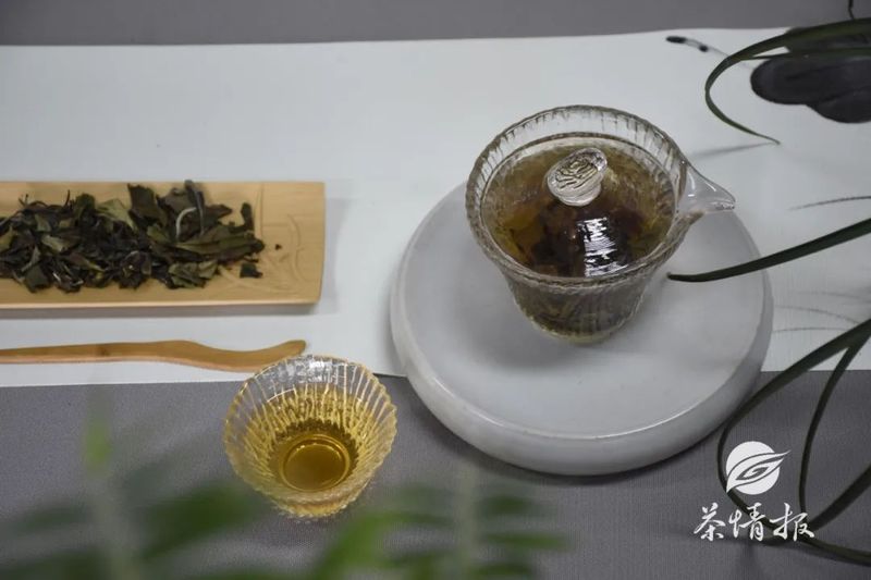 老白茶煮着喝和泡着喝到底有何区别？